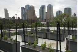 Un premier vignoble ...